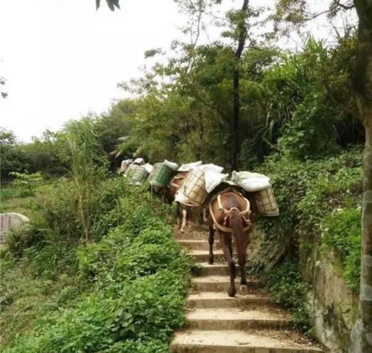 杭州山区马帮运输