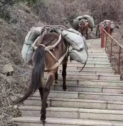 杭州骡马运输